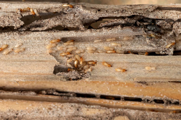 Best Best Pest Control Near Me  in St George, KS